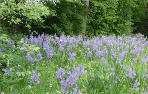 Cambridgeshire Gardens Trust